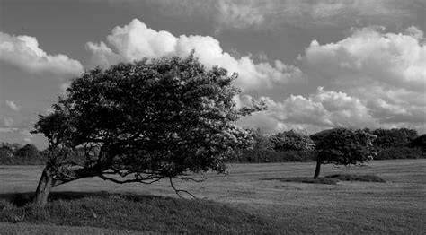 Trees being blown in strong wind  